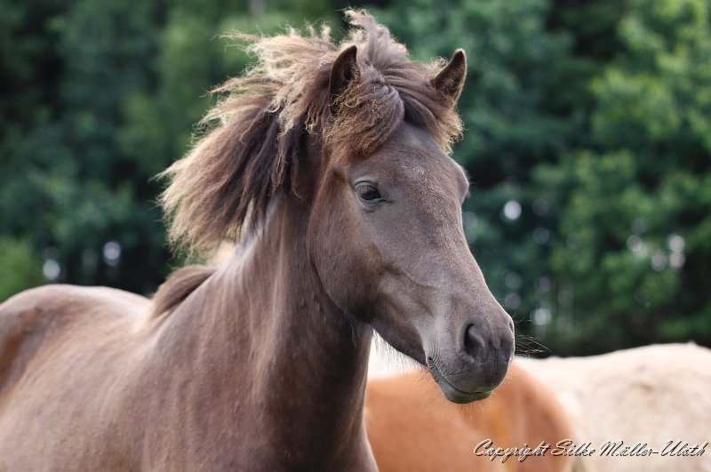 Saedis b.jpg - Saedis von Heidmoor